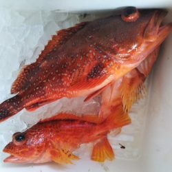 康仁丸・ジギング釣り果